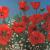 Mohnblumen von KTF