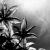 Florale Dramaturgie von StevenDureckArt