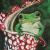 Laubfrosch von