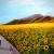 Sunflower Field von Mikassio