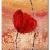 Mohn von