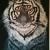 Tiger - For your eyes only von Tatjana