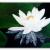 Nymphaea Alba von
