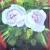 Weisse Rosen von MH