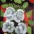 Weisse Mohn Blumen von MH