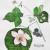 Brombeeren von