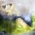 Mondsucht von