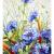 Kornblumen von