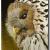 Owl von Askara Jinn