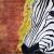 Tiere aus Afrika ( viertes Bild) Zebra von welli