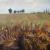 fields of summer von