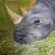 Tiere Afrikas- Nashorn von welli