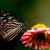Vlinder (Schmetterling) von