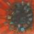 Roter Mohn von Jörg HaNam