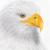 Eagle von Nessie