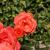 Rosenblick von KMK