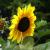 Sunflower von KMK