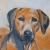 Rhodesian Ridgeback von