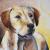 Labrador Retriever von