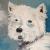 Westhighland Terrier von