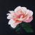 Between the rose and my soul von Tamara Valdovino