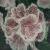 Rhododendron von KUM