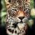 Leopard von Jeanne Delâge