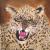 Wild Thing von Tatjana