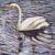 Alsterschwan von