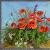 Klatschmohn von josefditsch