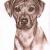 Rhodesian Ridgeback von