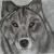Grauer Wolf von Leonessa