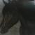 Black Mustang von Leonessa