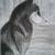 Sibirischer Husky von Leonessa