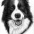 Border Collie von