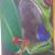 Frosch von