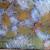 Golden Dream von Sylke