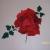 Rose in rot von