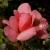 Rose Boticelli von