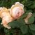 Rose Crown Princess Margareta von