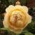 Rose Golden Celebration von