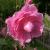 Rose Harlow Carr von
