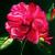 rote Blüte von gisela