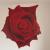 Rose von chbo