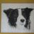Bordercollie "Couta" von JuWi