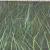 Nur Gras ( Acryl) von KUM