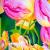 Tulpen von