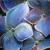 blaue Blüten von