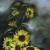 Sonnenblumen von