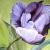 lila Tulpe von